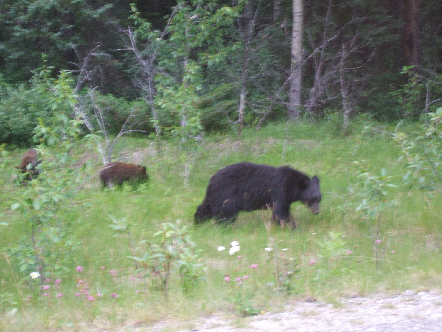 Black Bears 1