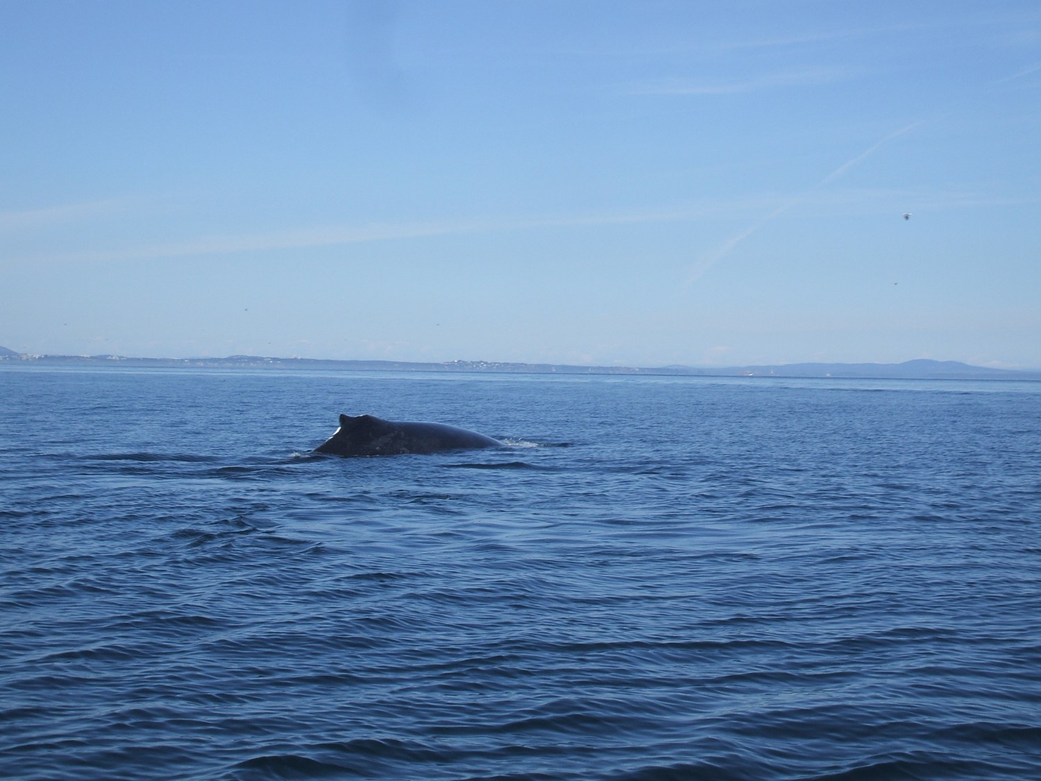 Humpback Whale